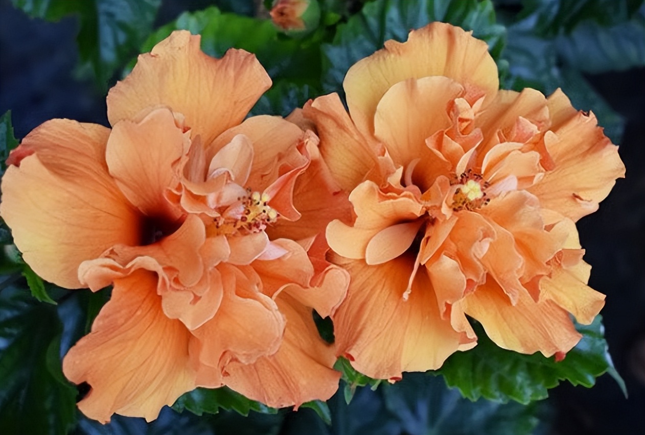 Why do hibiscus flowers drop buds? do you know? There are 3 reasons iNEWS
