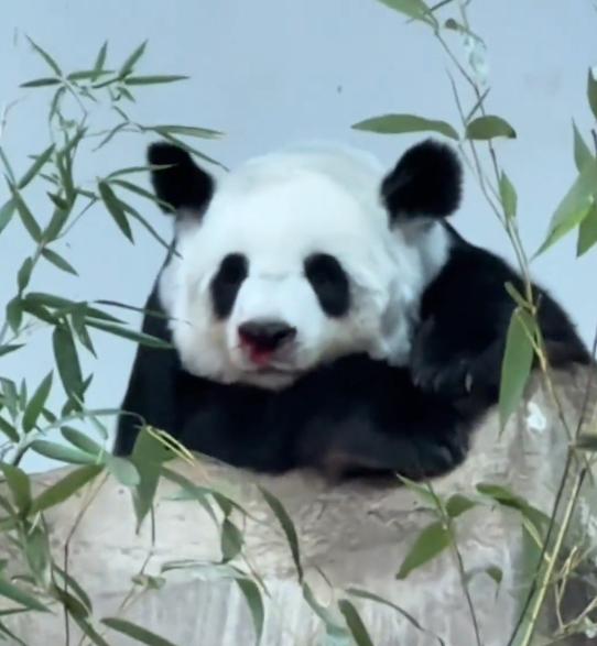 Two Giant Pandas Were Raised To Death In Three Years And Lin Hui A