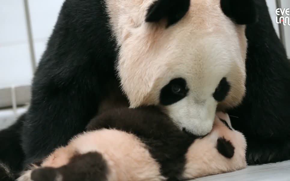 獨自成長:大熊貓福寶為何與媽媽、爺爺分開? - 資訊咖