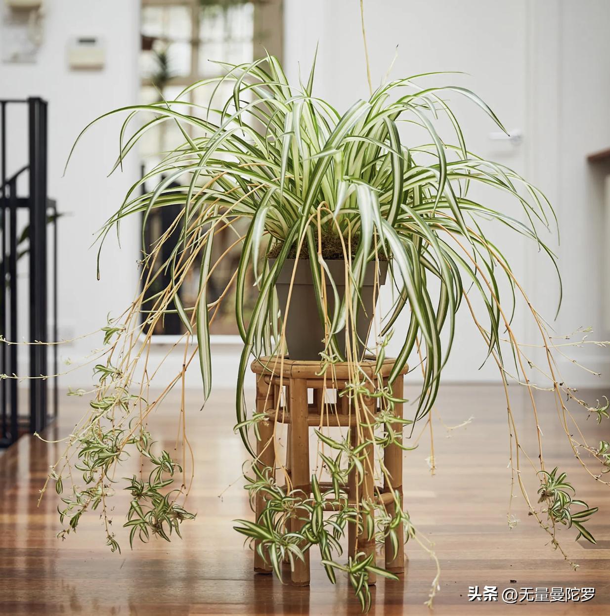 7 houseplants that don't die easily iNEWS