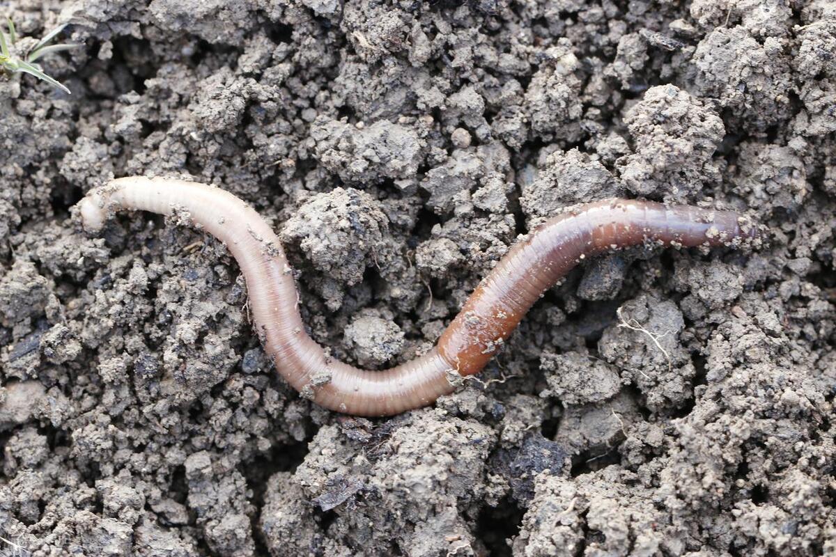 What causes earthworms to crawl to the ground after rain? - iMedia