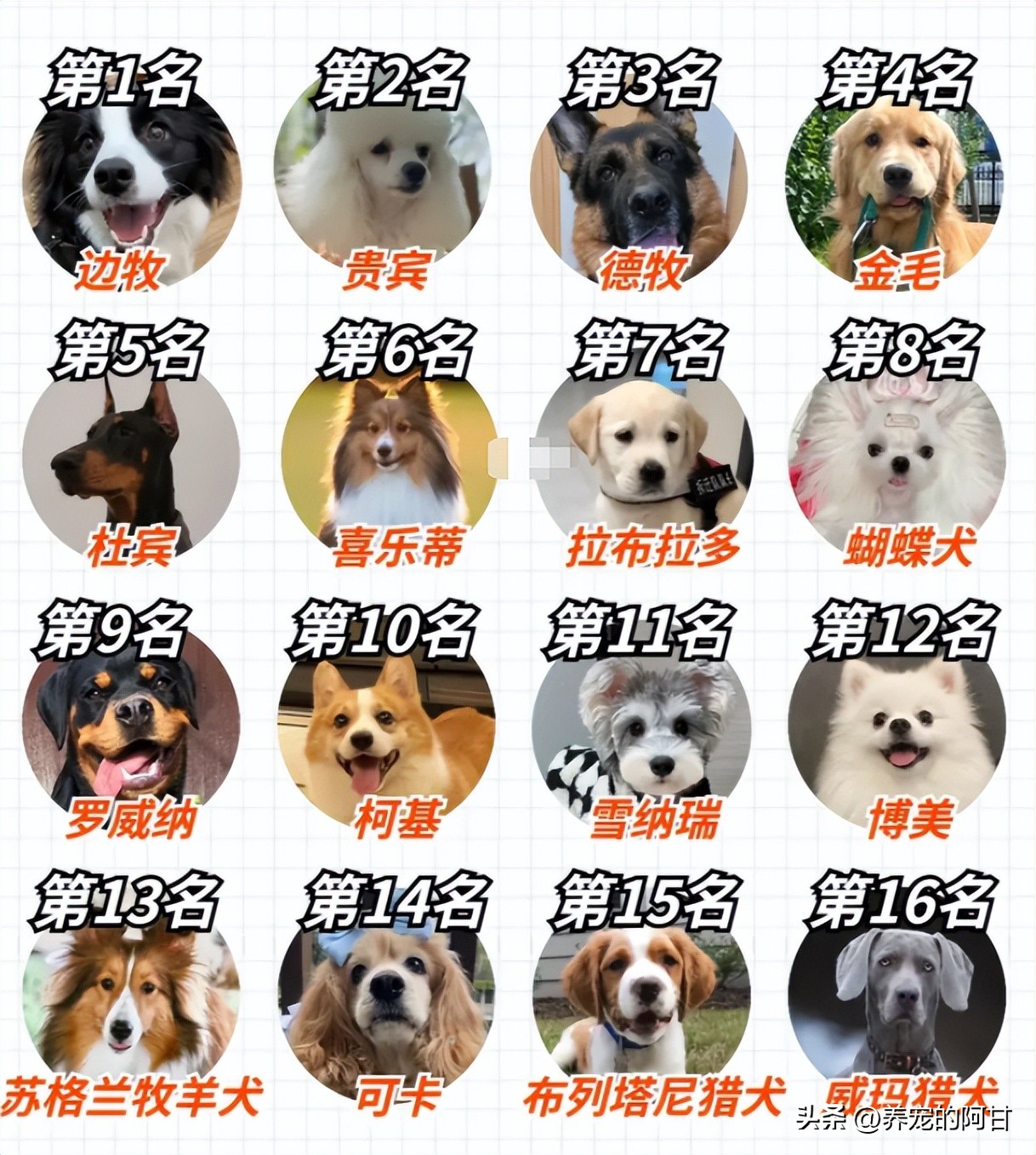 Dog IQ ranking list, quickly see where your dog ranks? - iNEWS