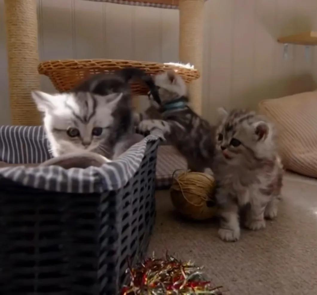 Why is there no cat in the Chinese zodiac? iNEWS