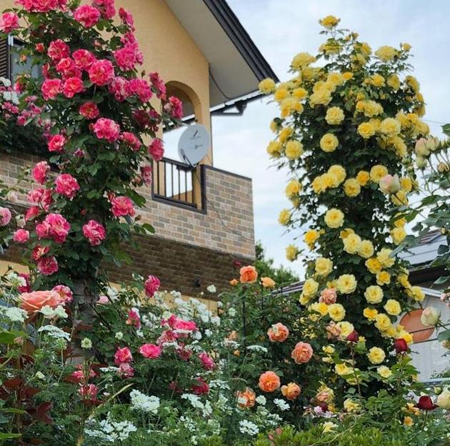 Some friends say that rose flowers are poisonous? In fact, it is not