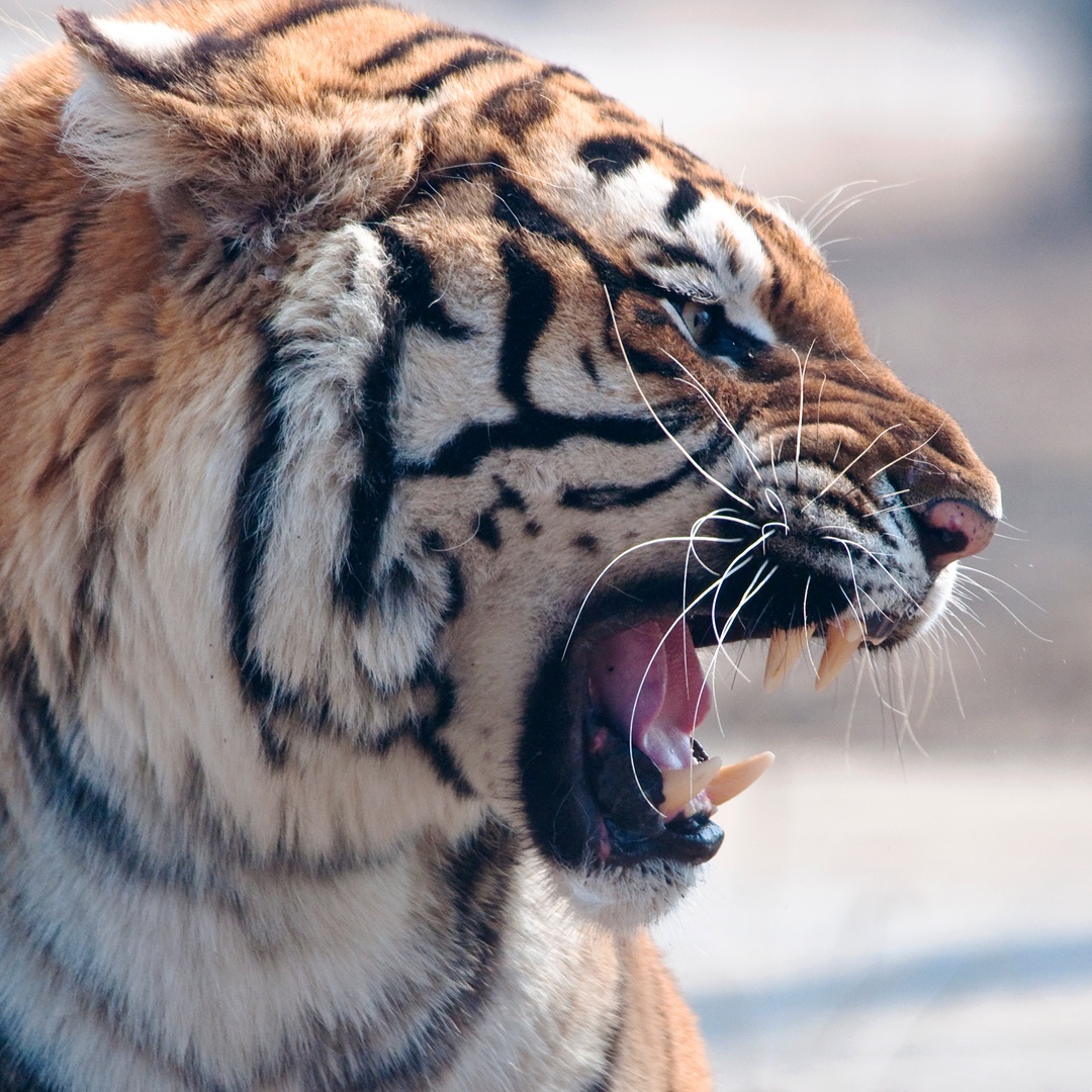 The Russian tigress crossed the border to China, killed 3 cows and ...