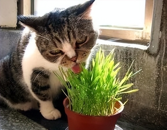 View of 5 benefits of cats eating cat grass that you didn't know about? - iNEWS