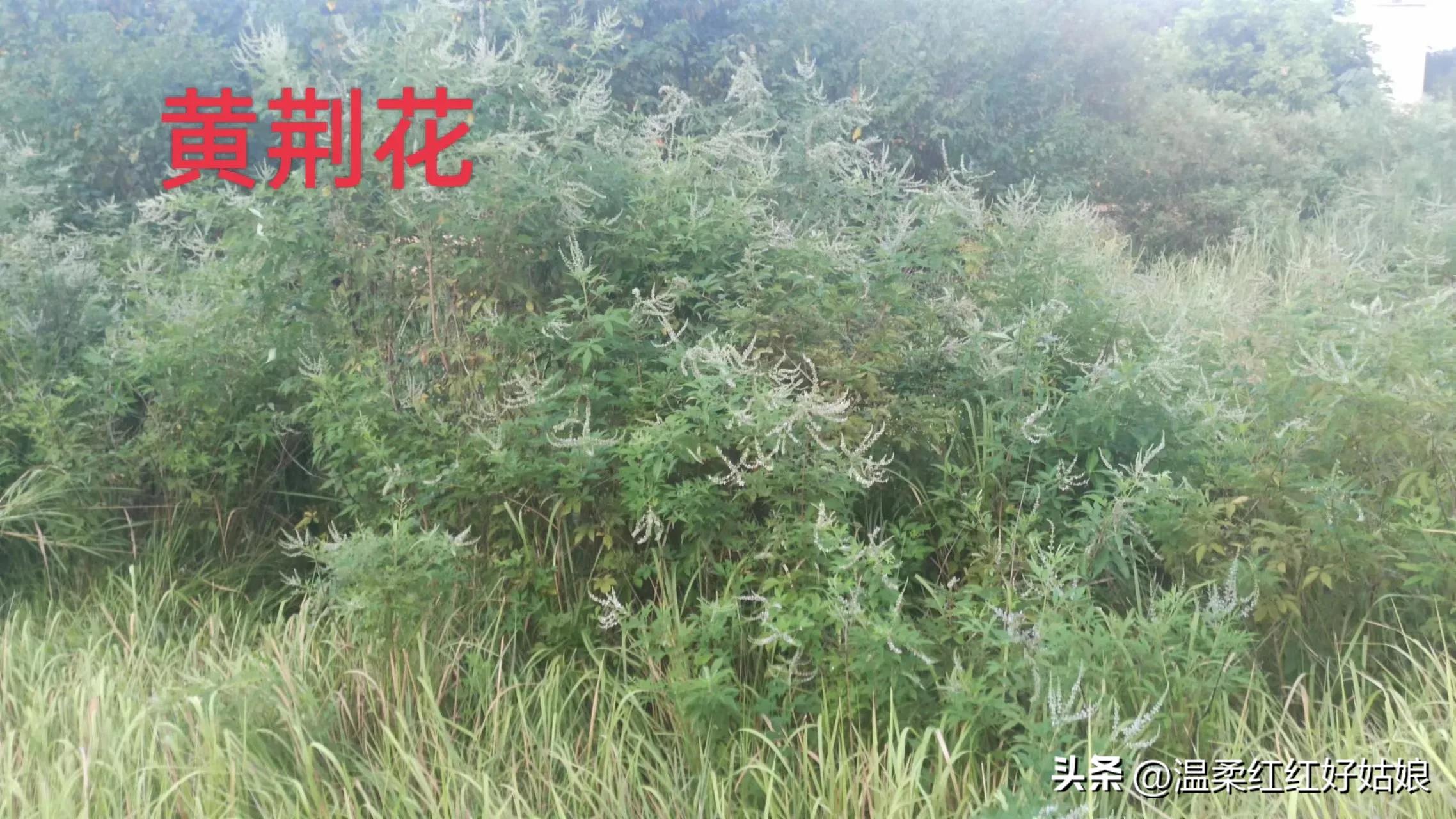 湖南發現了黃荊樹,來看看你認不認得? - 資訊咖