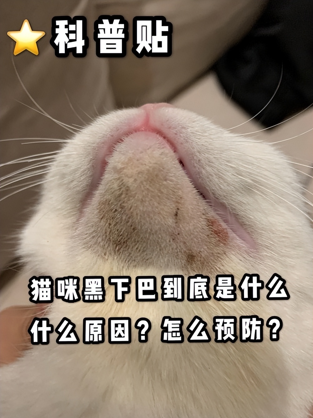 Black Chin in Cats Symptoms, Causes, and Treatment iNEWS