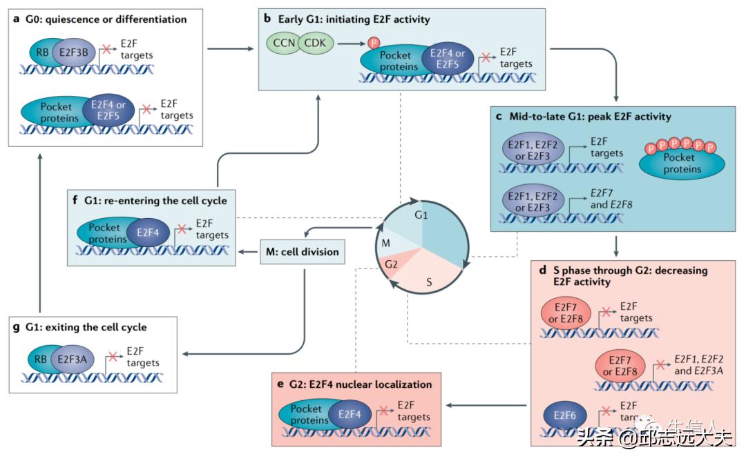 E2F transcription factor family in cancer - iMedia