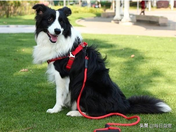 what is a border collies iq