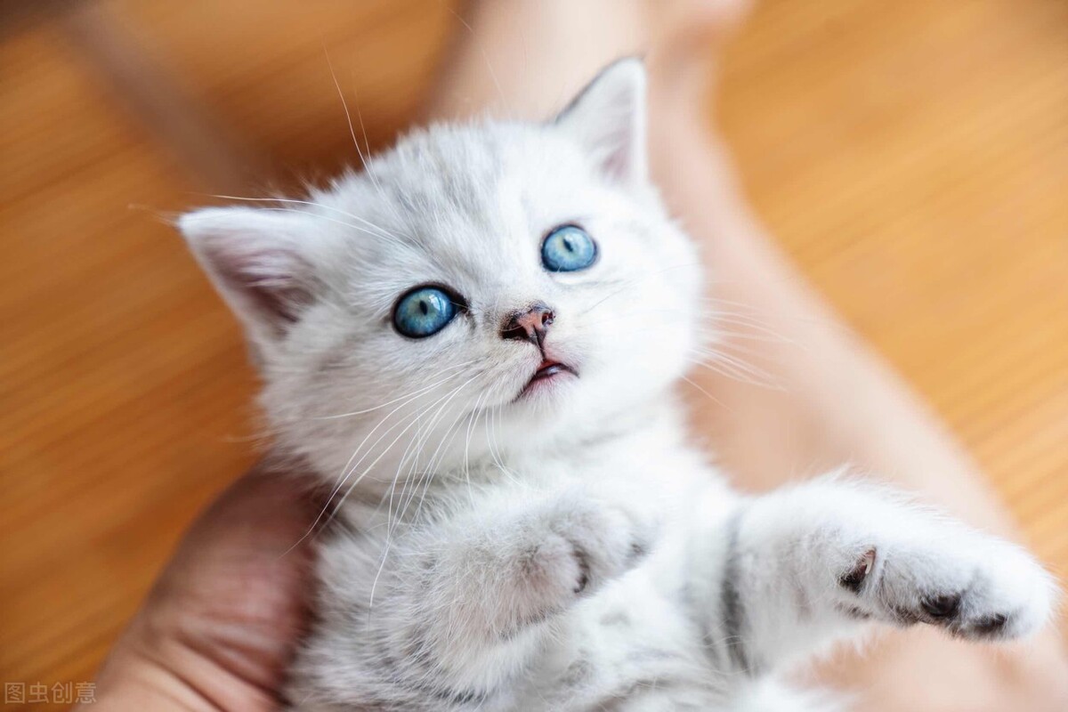 How should I feed a stray kitten that is 13 months old?Teach you how