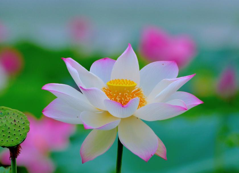 Have you heard of these nicknames for lotus?Every name is full of ...