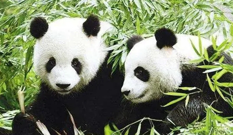 World Heritage Conservation Plan: How to Protect "Sichuan Giant Panda