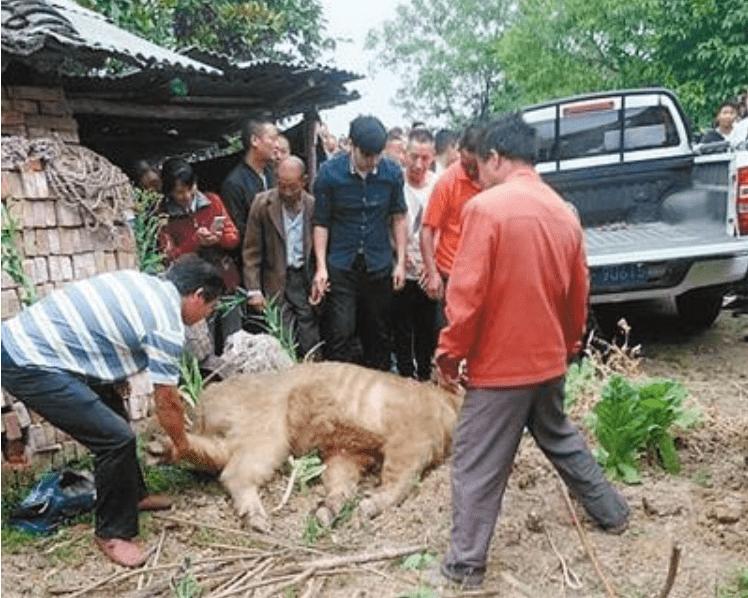 Qinling takins are partially flooded and have repeatedly attacked