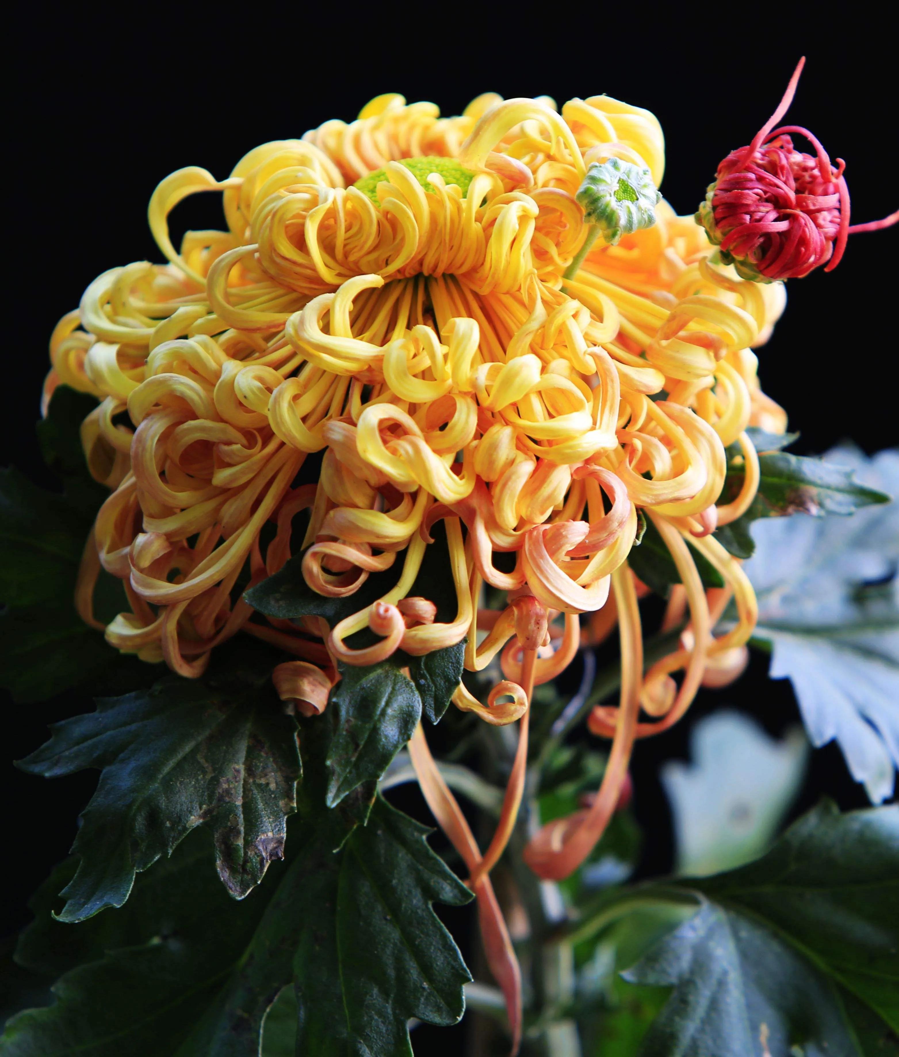 The chrysanthemums written in five Song Poems, each with a different artistic conception iNEWS