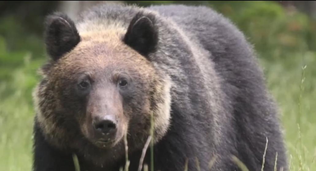 Three Bears Battle!Polar Bears VS Brown Bears VS Grizzly Bears!Who will ...