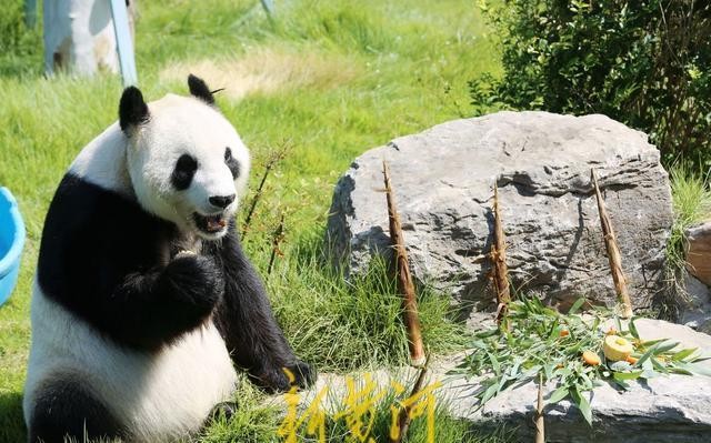 Panda Mid Fall
