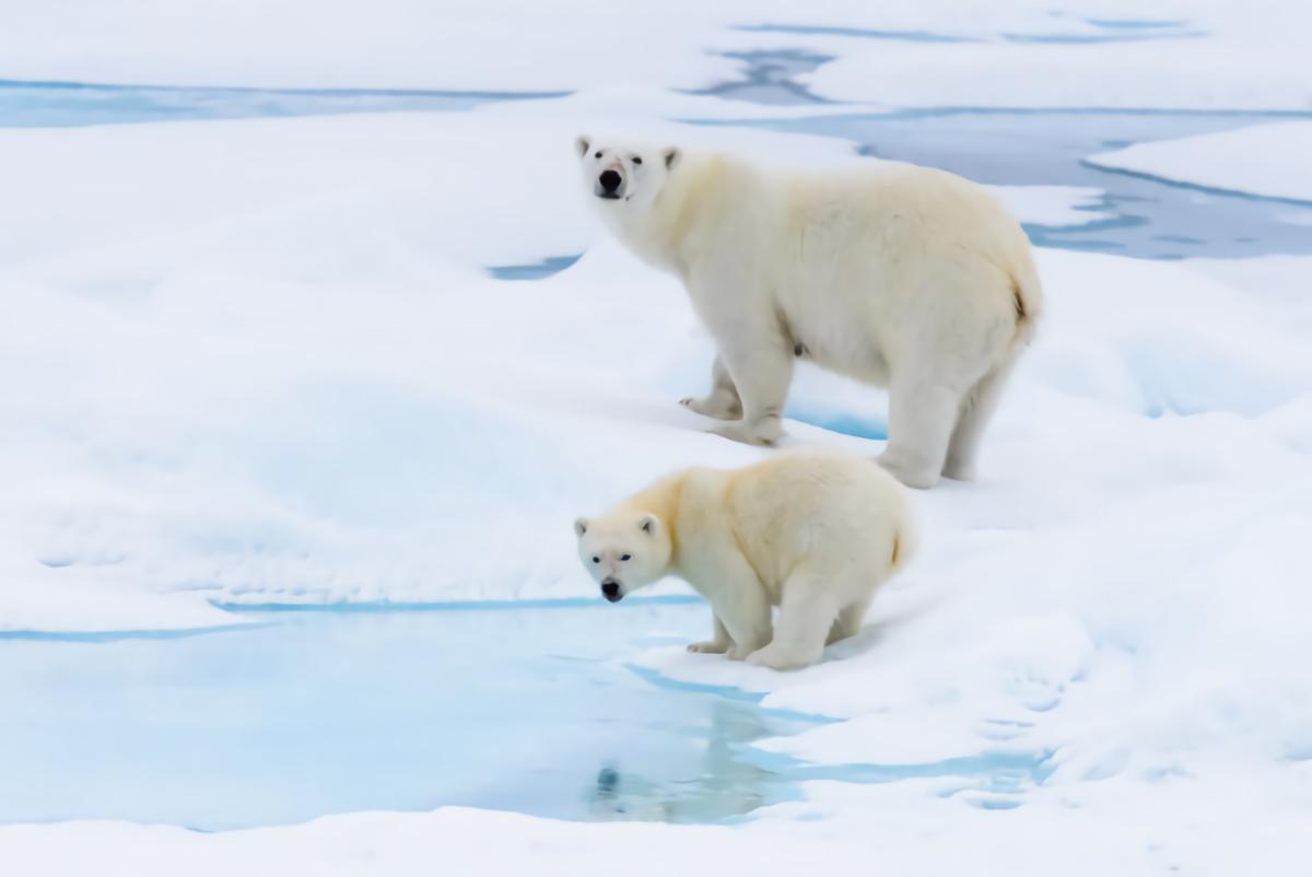 The realistic version of the unlucky bear, the albino brown bear was ...