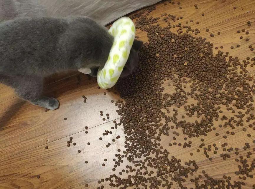 Soft stools in cats are not a serious illness, you still need to pay