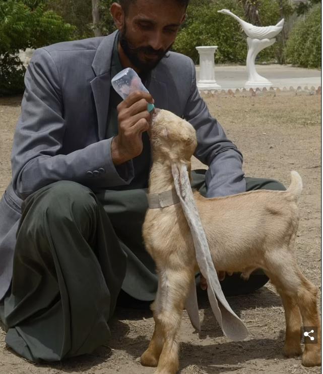 Is this really a sheep?A goat in Pakistan Guinness World Record iNEWS