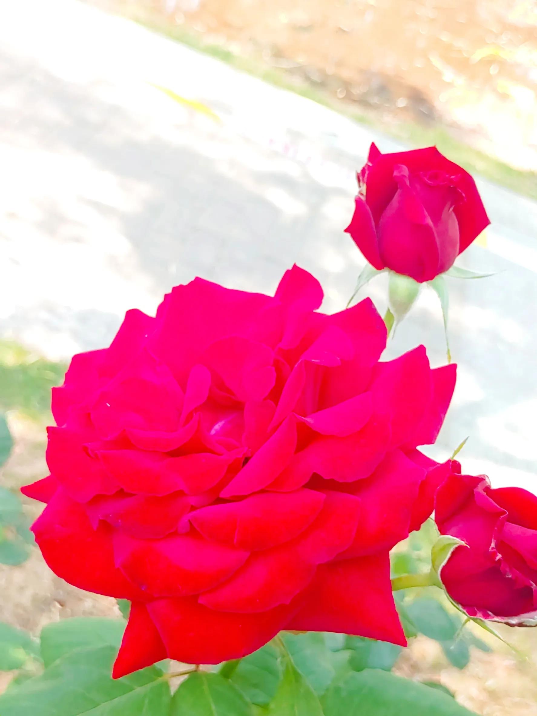 Rose flowers, rising every month, happiness every month, cheering every