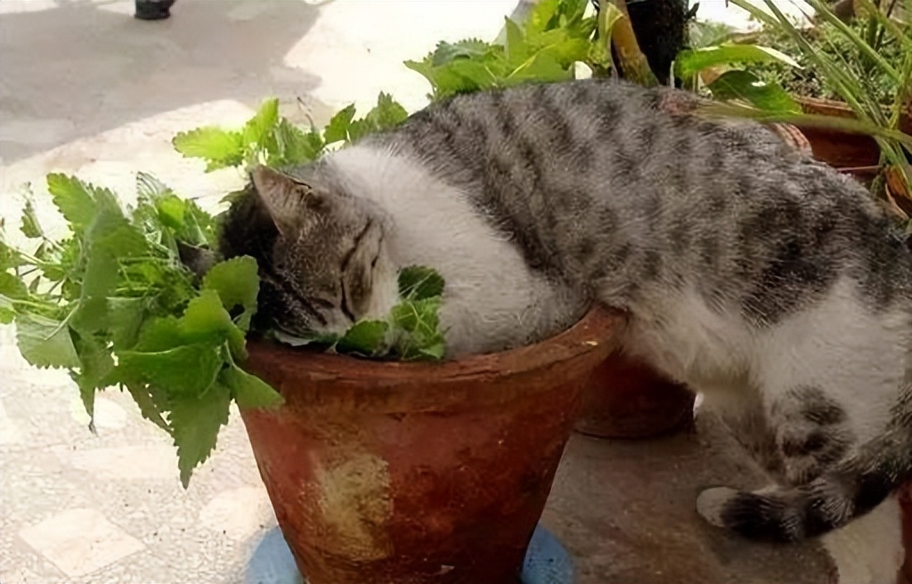 What is catnip and why do cats love it?Does it affect humans? iNEWS