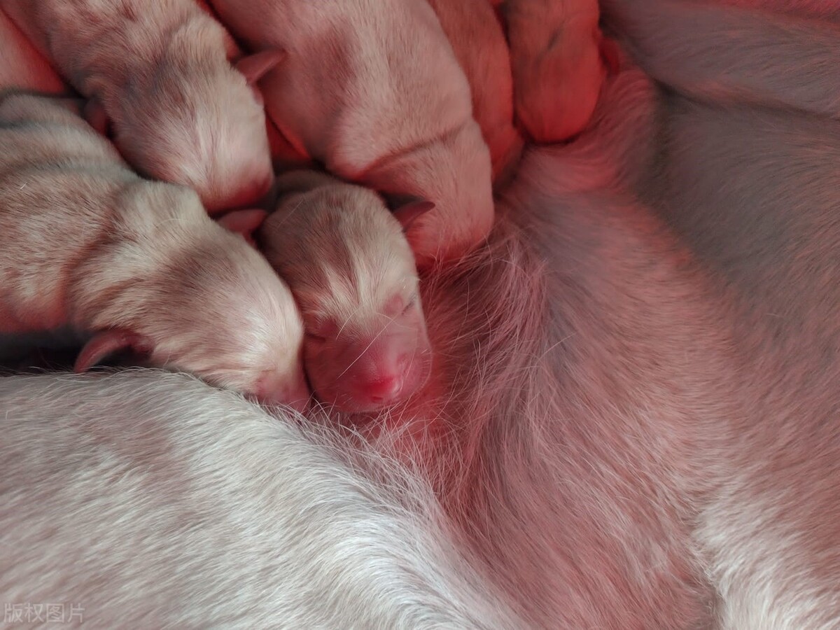 The mother dog gave birth to 4 puppies, and she gave the puppies to a ...