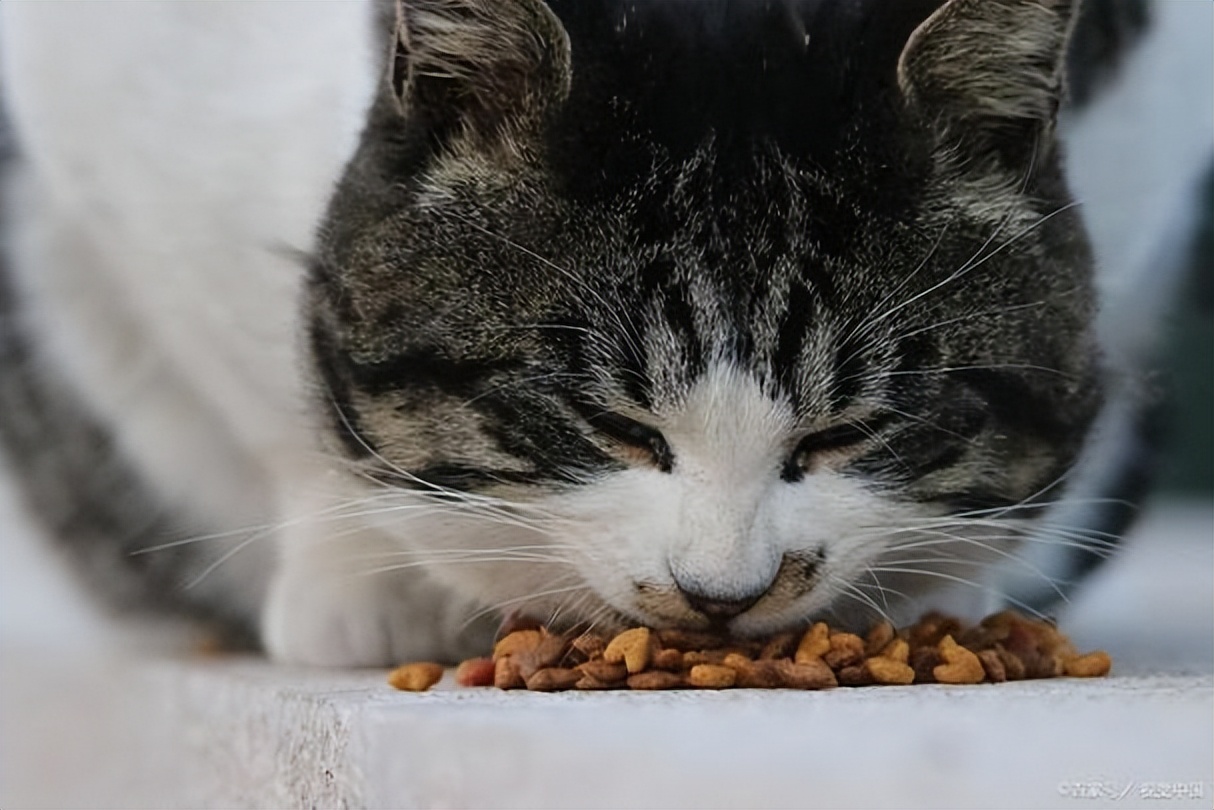 Should kittens drink yogurt if they have diarrhea? Learn about proper