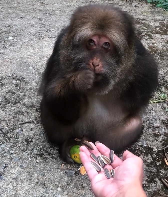 One Armed Monkey Xingxing Being Fed By An 84 Year Old Grandmother He