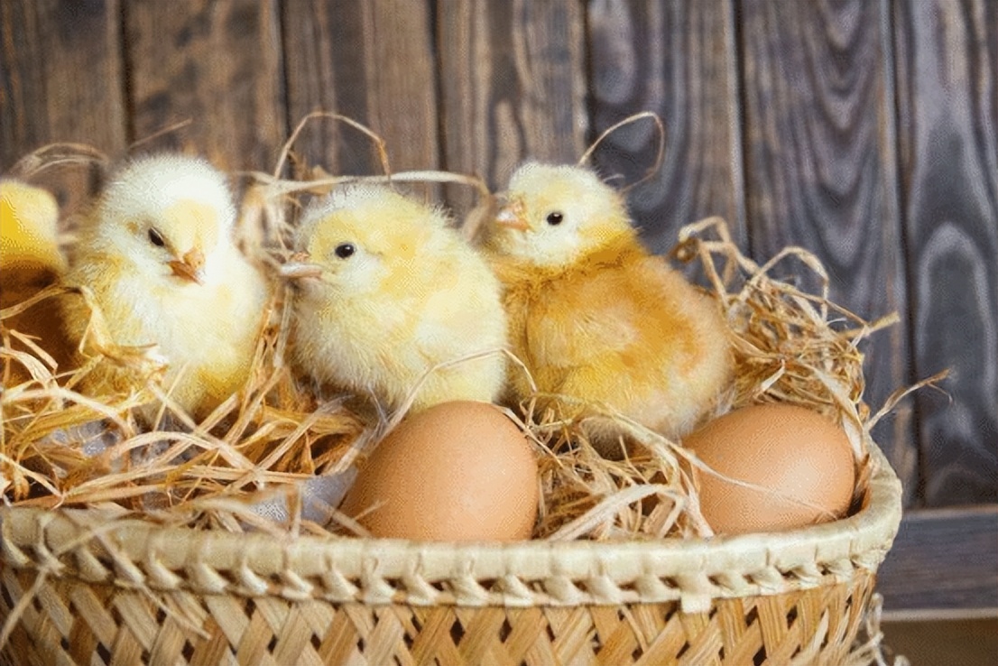 "Which came first, the chicken or the egg"?This ageold riddle finally