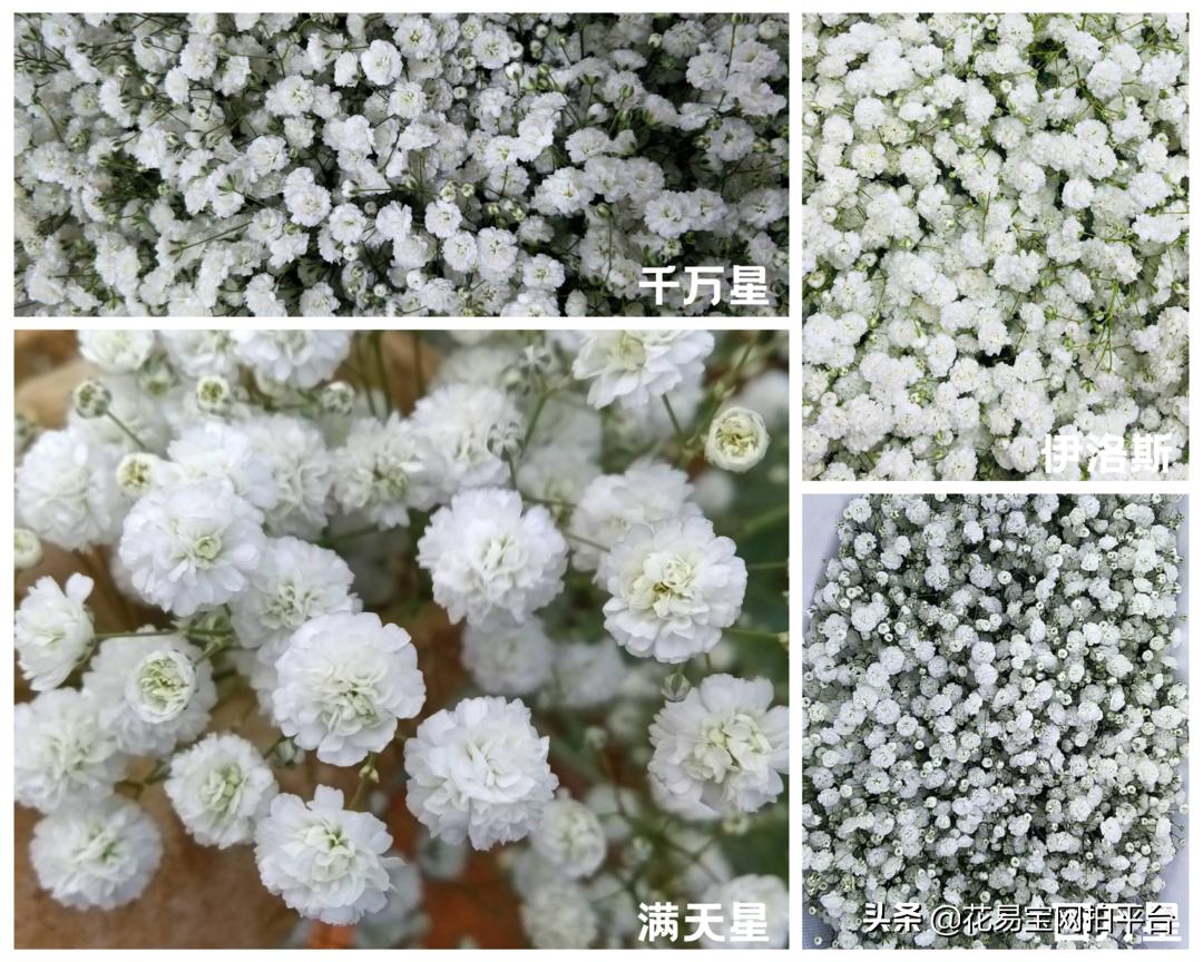 Do you really understand Gypsophila?What is the difference between Ten