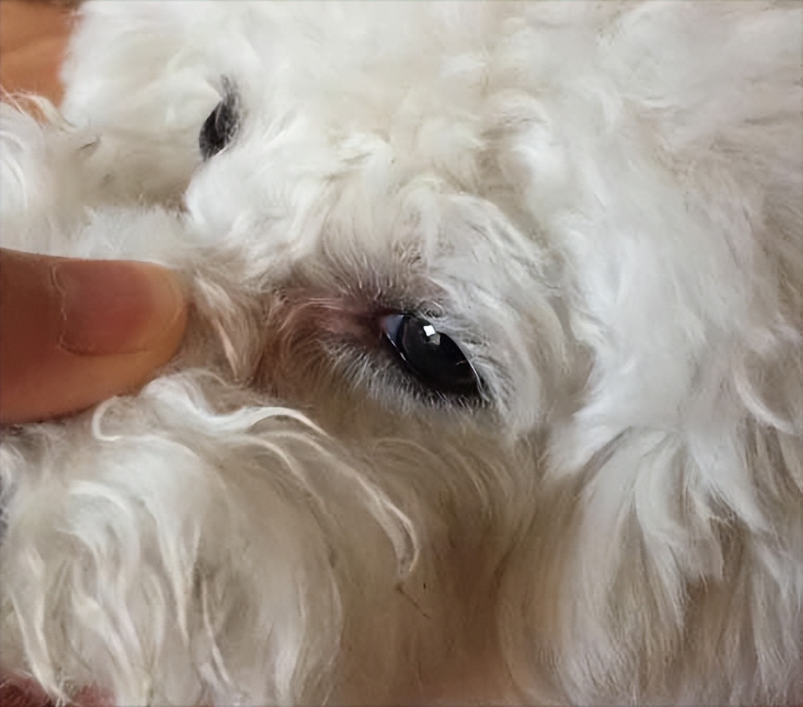 How to remove Bichon Frise's tears iNEWS