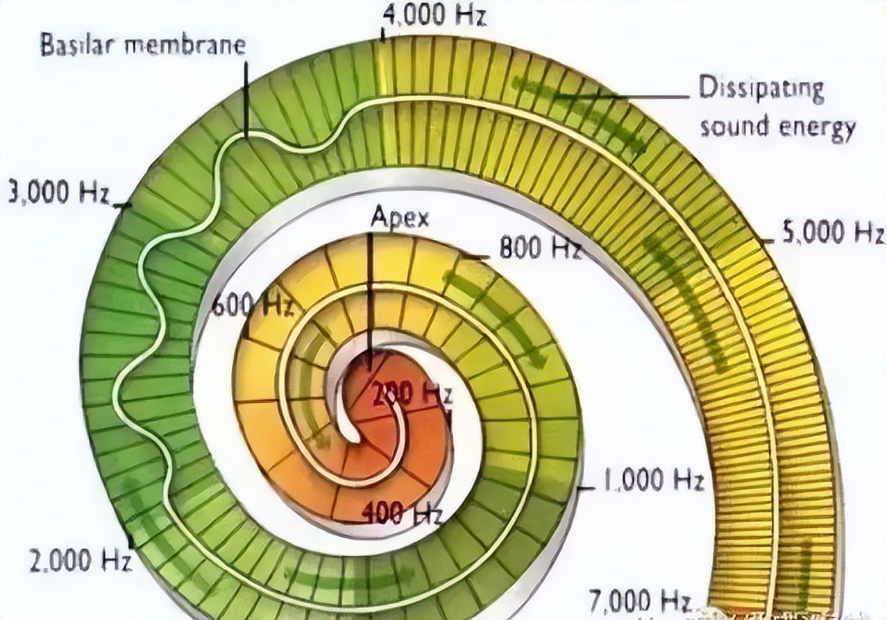 Jiangjin Huier Hearing shares with you Can hearing loss repair itself