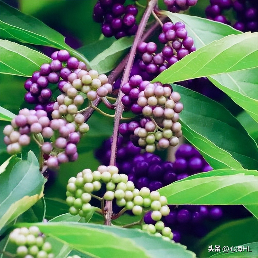 Purple Pearl of the Most Beautiful Wildflowers iNEWS