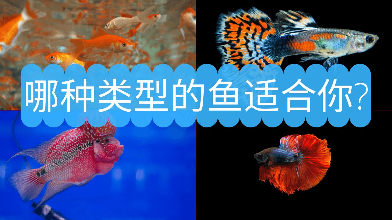 養大型魚還是小型魚好 哪種類型的魚適合你 五種情況下不同考慮 資訊咖