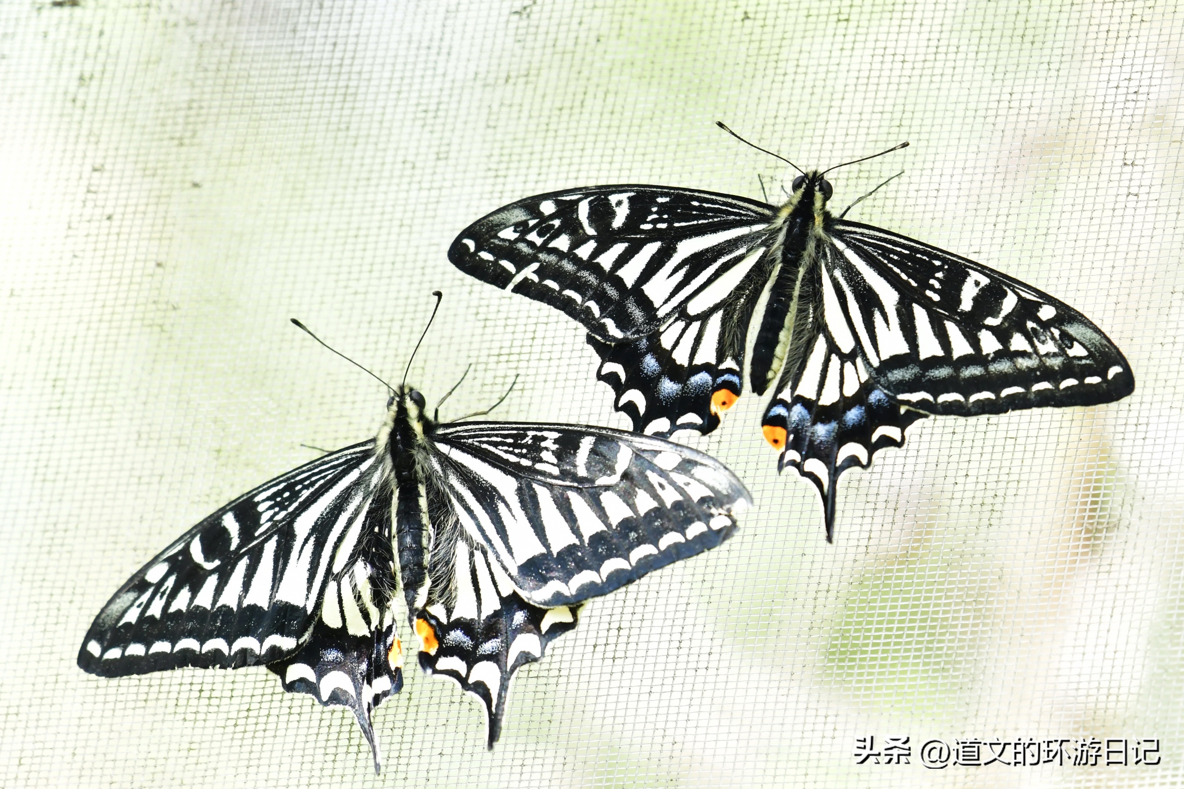 Various butterflies in the Butterfly Garden of Northwest A&F University ...