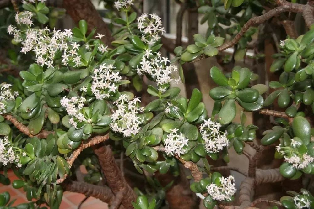 Several kinds of plants that release oxygen at night, will having too