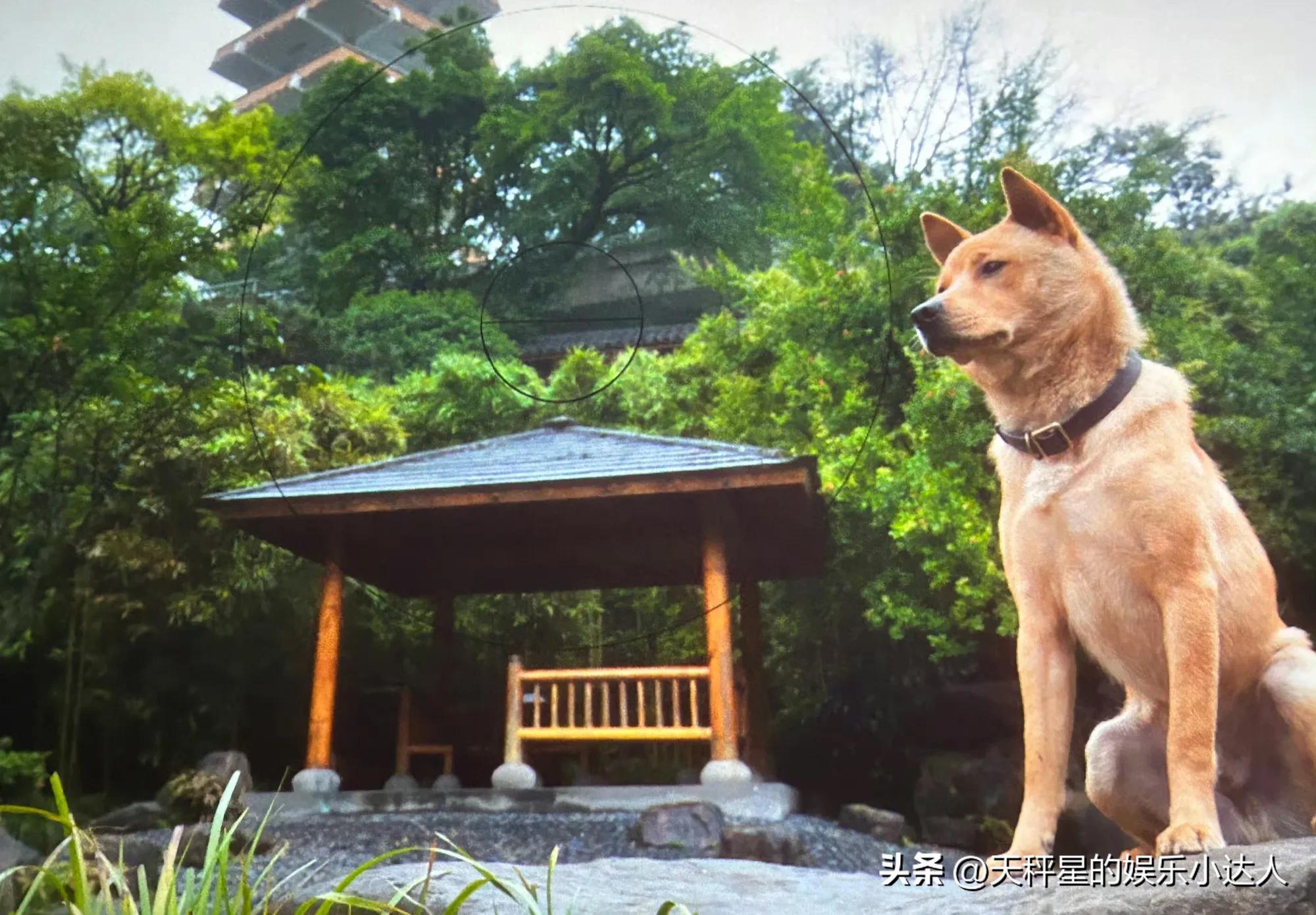 The threeday box office of "Hachiko" broke through 50 million! "Batong