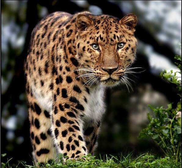 world key protected animals - iNEWS