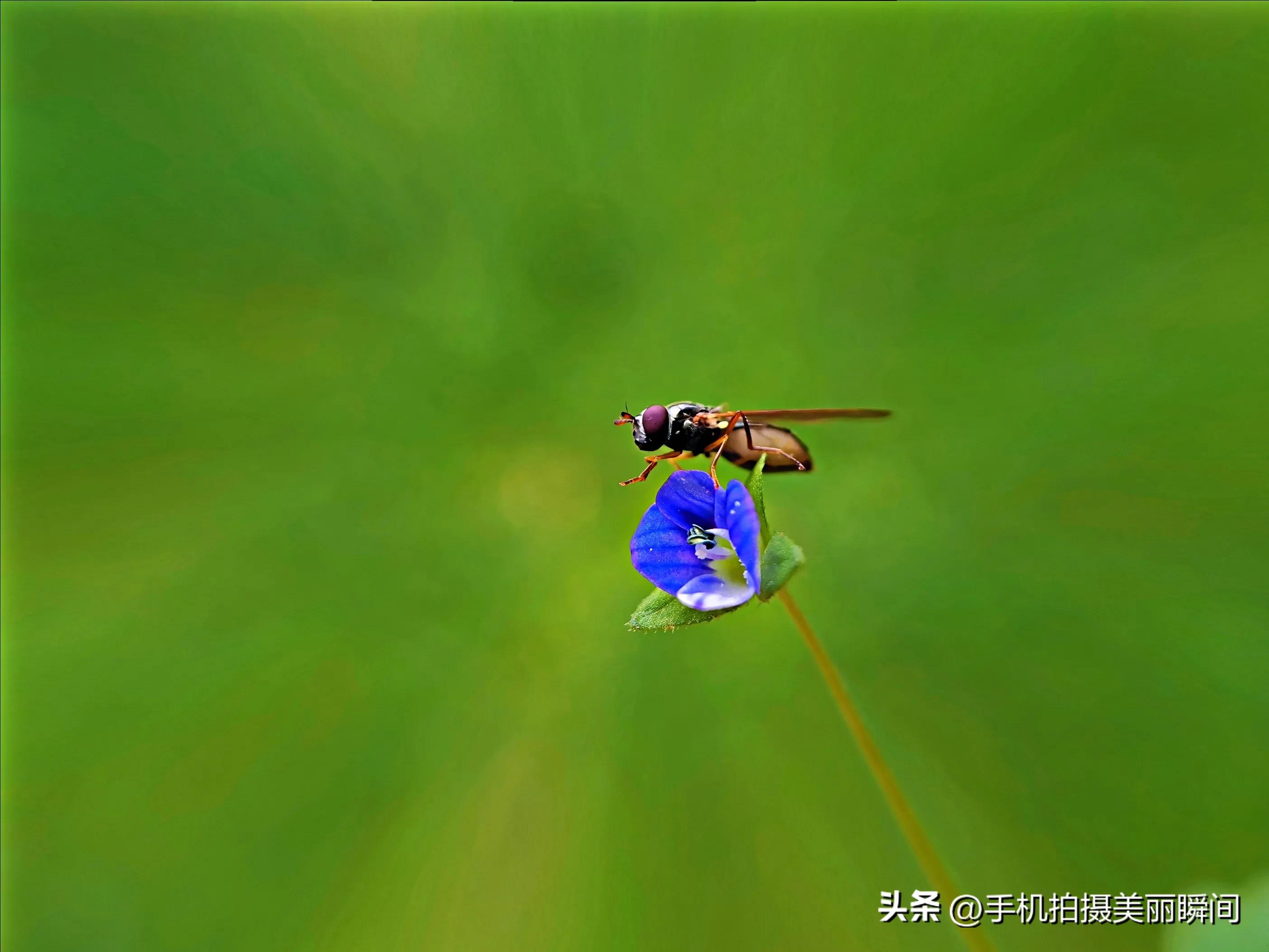 How to focus on photographing insects with a mobile phone - iNEWS