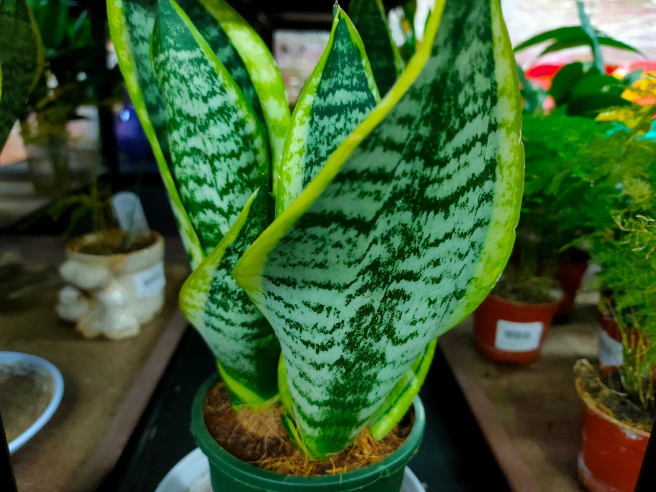 These 3 kinds of "unpleasant" flowers should not be kept in the living