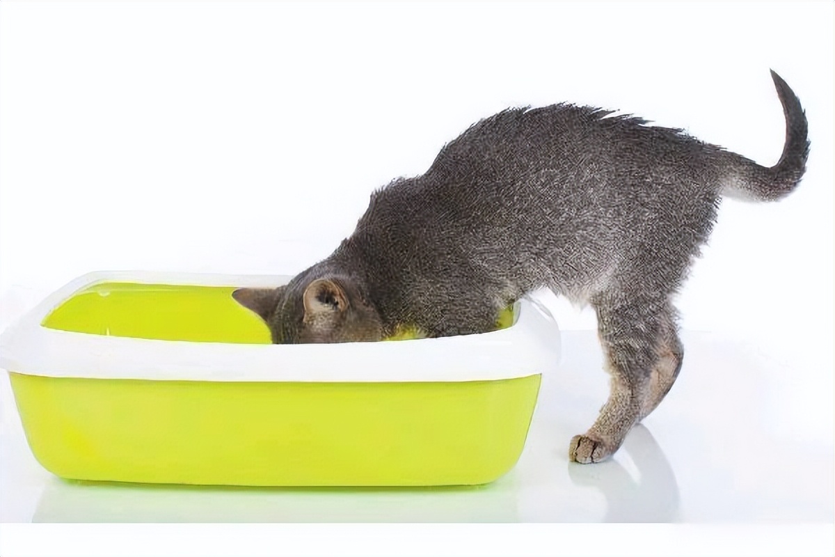 A brief history of cat litter development only shoveling is eternal