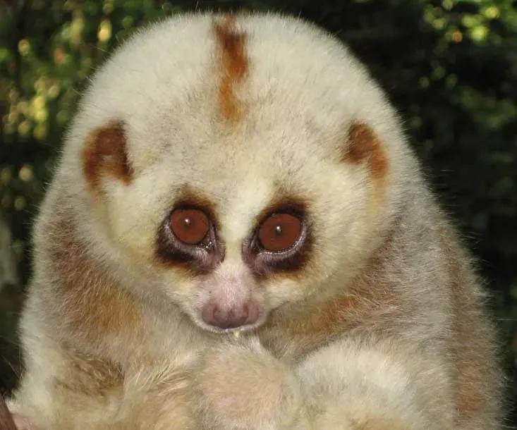 Loris: How lazy can it be? - iMedia