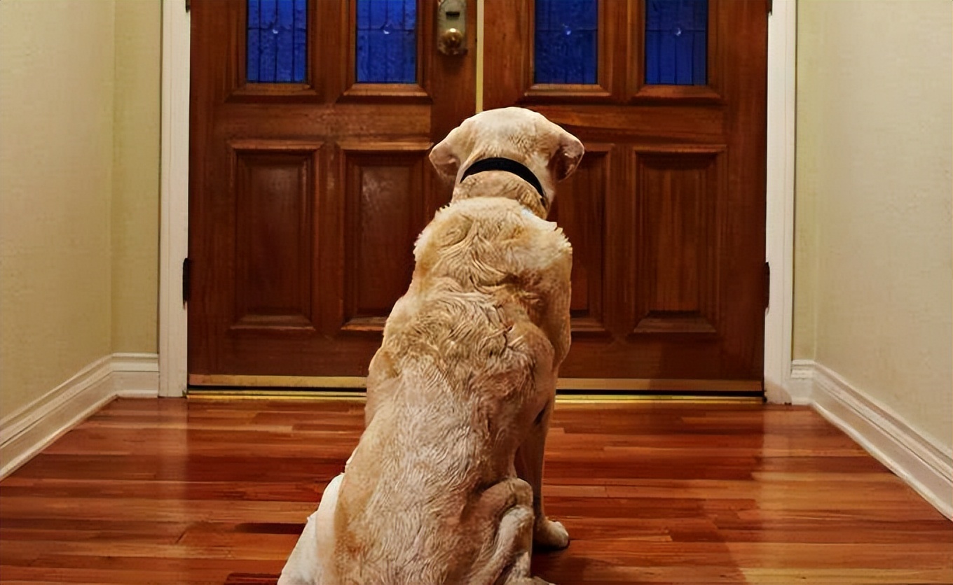 5 interesting signs that your dog loves you iNEWS