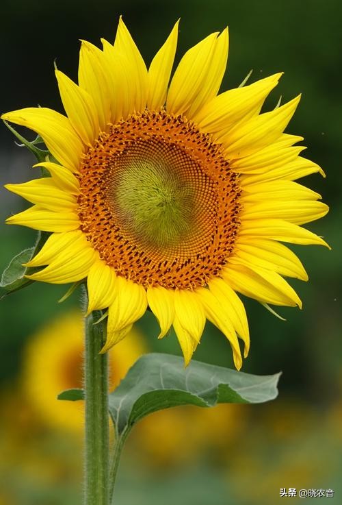 What does it mean to send sunflowers?What is the flower language of ...