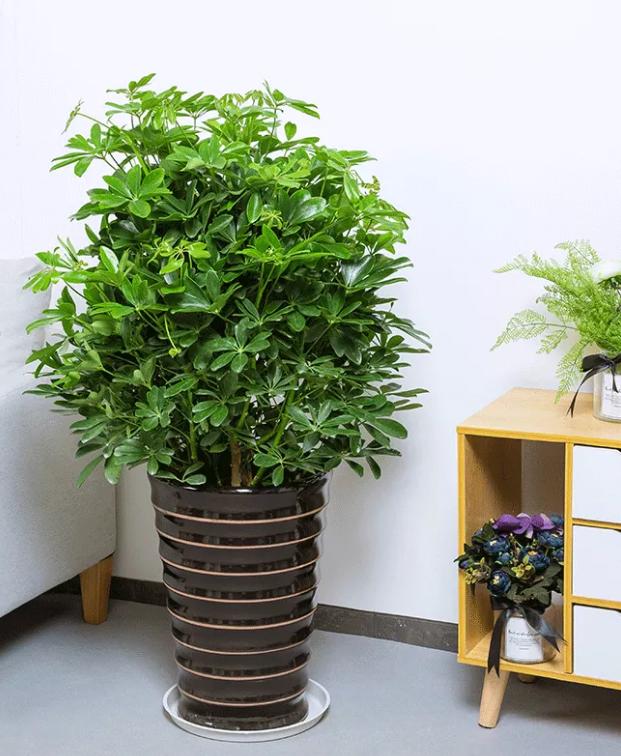What green plants are suitable for your new home?These green plants