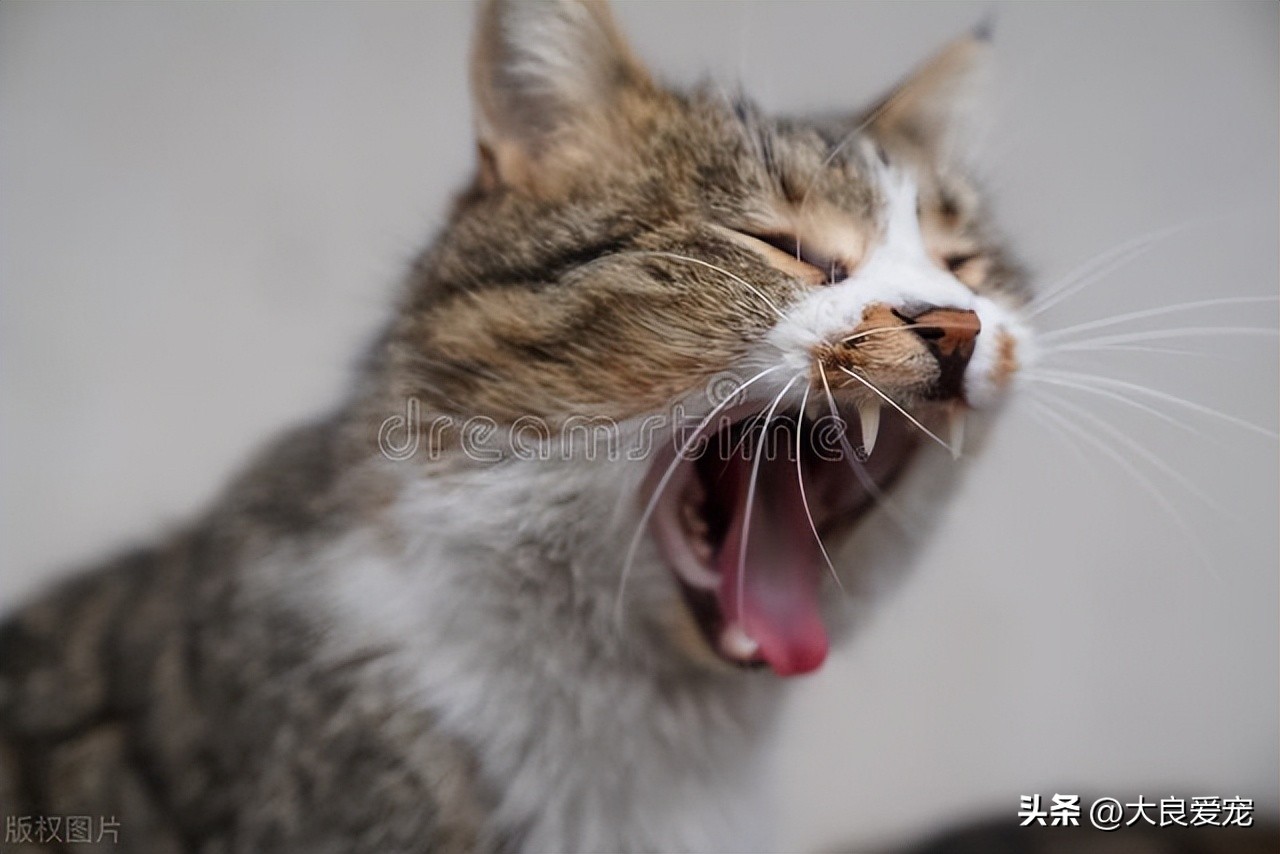 Do cats hiccup?Everything you need to know about cat hiccups iNEWS