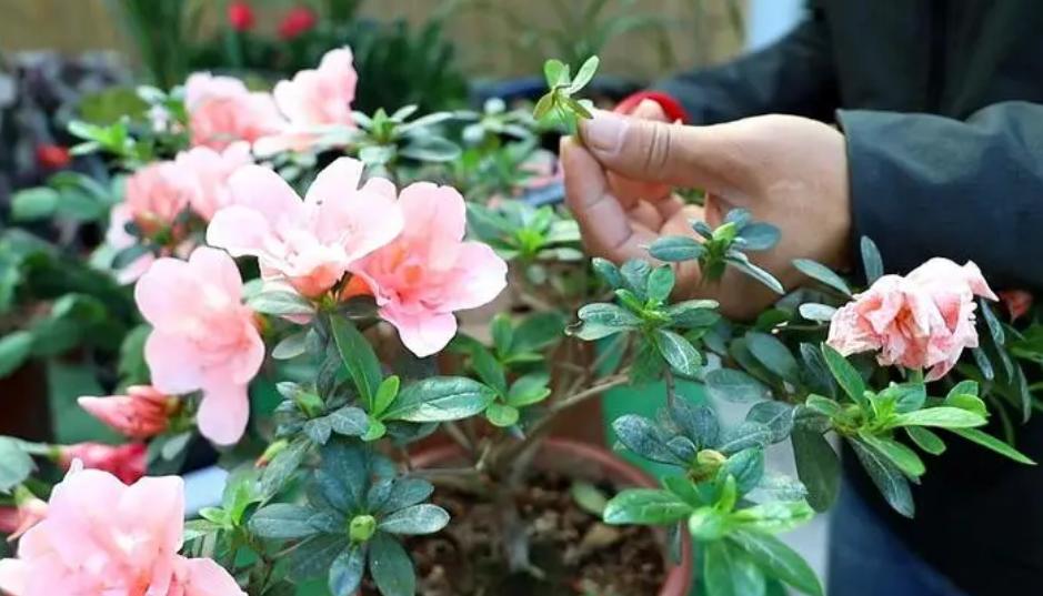 Don't panic if the leaves of rhododendrons turn yellow, start from