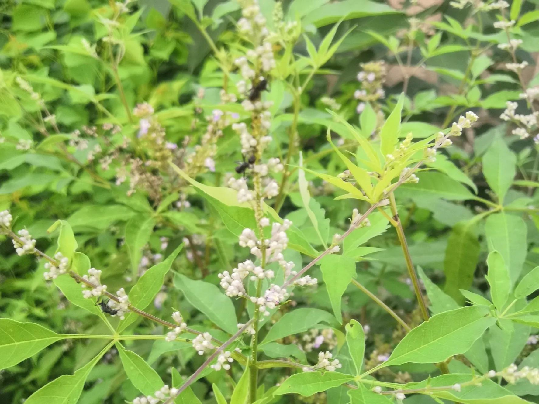 牡荊在古代的用處原來這麼多 - 頭條匯