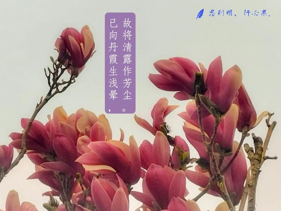 Spring blooms in March, beauty in April iNEWS